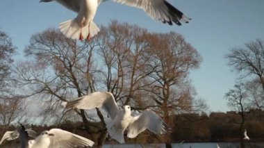 Martı besleniyor - çok dost canlısı martı ekmeği alıyor, Gökyüzüne Karşı Beslenen Kuş, Yavaş Hareket. Deniz kıyısında beslenen bir martı sürüsü. Kumsalda peynir ve kraker yiyen martılar.