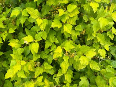 Yeşil Yaprak Kalıpları Arkaplanı, Yaprak Dokularının Doğal Yeşillikleri.