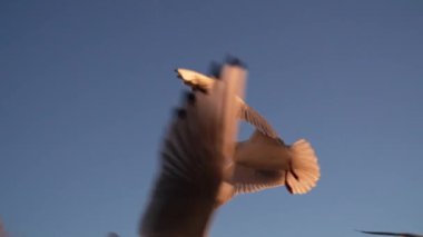 Martı besleniyor - çok dost canlısı martı ekmeği alıyor, Gökyüzüne Karşı Beslenen Kuş, Yavaş Hareket. Deniz kıyısında beslenen bir martı sürüsü. Kumsalda peynir ve kraker yiyen martılar.