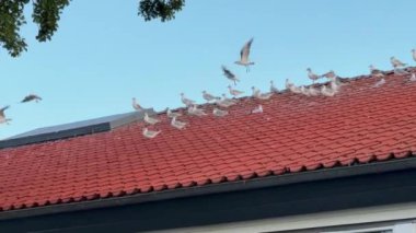 Çatıya tünemiş martılar, açık mavi gökyüzüne tünemiş kuşların alçak açılı görüntüsü, şehrin çatısındaki fayanslarda dinlenen martılar..