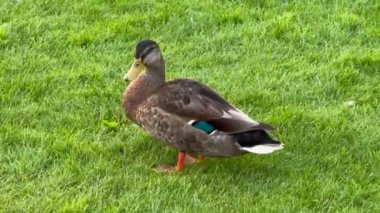 Dişi yaban ördeği gölün kıyısında yüzer, gölde yüzen ördeklerin yakın çekimi, yazın gölde yüzen ördekler, gölde yüzen bulutlu hava ve gölde yüzen ördekler