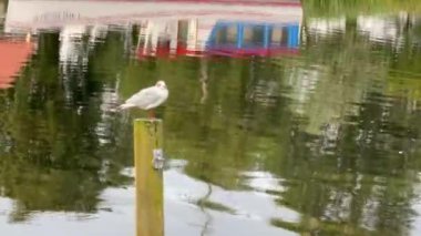 Tahta direkte bir martı, kumsaldaki direkte oturan martılar, parlak mavi gökyüzünde kutuplardaki martılar, kasık direğindeki sıra martılar.