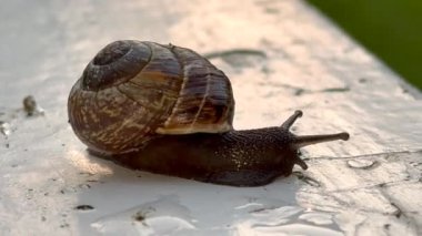 Tahtaya salyangoz yakın çekim, yol boyunca sürünen bir salyangoz. Şehirdeki hayvanlar gibi. Cilt bakımı ve güzellik konsepti, makro kabuklu büyük salyangoz yolda sürünüyor, yaz günü bahçede. Yerde sürünüyor.