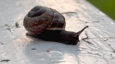 Tahtaya salyangoz yakın çekim, yol boyunca sürünen bir salyangoz. Şehirdeki hayvanlar gibi. Cilt bakımı ve güzellik konsepti, makro kabuklu büyük salyangoz yolda sürünüyor, yaz günü bahçede. Yerde sürünüyor.