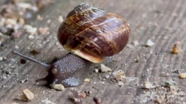 Tahtaya salyangoz yakın çekim, yol boyunca sürünen bir salyangoz. Şehirdeki hayvanlar gibi. Cilt bakımı ve güzellik konsepti, makro kabuklu büyük salyangoz yolda sürünüyor, yaz günü bahçede. Yerde sürünüyor.