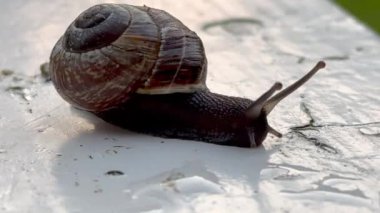 Tahtaya salyangoz yakın çekim, yol boyunca sürünen bir salyangoz. Şehirdeki hayvanlar gibi. Cilt bakımı ve güzellik konsepti, makro kabuklu büyük salyangoz yolda sürünüyor, yaz günü bahçede. Yerde sürünüyor.