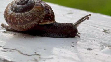 Tahtaya salyangoz yakın çekim, yol boyunca sürünen bir salyangoz. Şehirdeki hayvanlar gibi. Cilt bakımı ve güzellik konsepti, makro kabuklu büyük salyangoz yolda sürünüyor, yaz günü bahçede. Yerde sürünüyor.