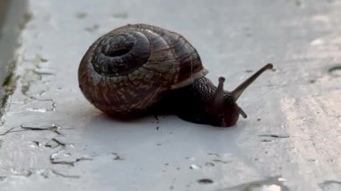 Tahtaya salyangoz yakın çekim, yol boyunca sürünen bir salyangoz. Şehirdeki hayvanlar gibi. Cilt bakımı ve güzellik konsepti, makro kabuklu büyük salyangoz yolda sürünüyor, yaz günü bahçede. Yerde sürünüyor.