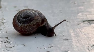 Tahtaya salyangoz yakın çekim, yol boyunca sürünen bir salyangoz. Şehirdeki hayvanlar gibi. Cilt bakımı ve güzellik konsepti, makro kabuklu büyük salyangoz yolda sürünüyor, yaz günü bahçede. Yerde sürünüyor.