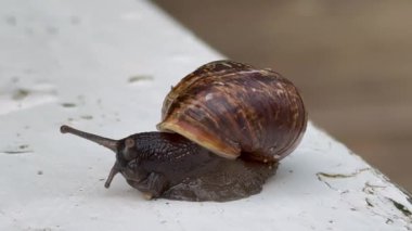 Tahtaya salyangoz yakın çekim, yol boyunca sürünen bir salyangoz. Şehirdeki hayvanlar gibi. Cilt bakımı ve güzellik konsepti, makro kabuklu büyük salyangoz yolda sürünüyor, yaz günü bahçede. Yerde sürünüyor.
