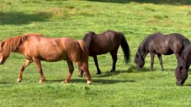 At çim yiyor, kahverengi atlar çayırda otluyor kırsal kesimde ot yiyor, dağ sırtı kırsal kesiminde, güzel kahverengi İzlanda atı taze çimen yiyor. 