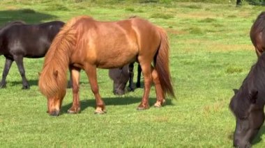At çim yiyor, kahverengi atlar çayırda otluyor kırsal kesimde ot yiyor, dağ sırtı kırsal kesiminde, güzel kahverengi İzlanda atı taze çimen yiyor. 