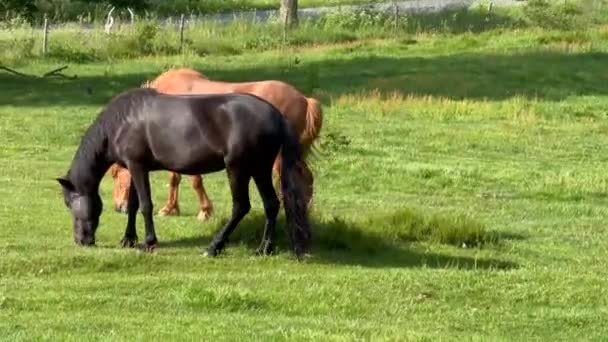 Cheval mangeant de l'herbe, chevaux bruns pâturant dans une prairie sur un pâturage mangeant de l'herbe dans la campagne, paysage de la campagne de crête de montagne, beau cheval brun de glace mange de l'herbe fraîche 