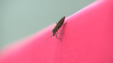 Pembe bir kornanın üzerinde oturan kahverengi yaprak böceğinin yakın plan görüntüsü doğada beyaz bir arka plana karşı. Odak noktası böceğin bileşik gözleri..