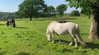 Beyaz bir at batan yaz güneşinin altında bir çayırda ot yiyor. Ağaçların arka planında siluet, tarladan ot yiyen genç beyaz at. Tarlada güzel bir at 
