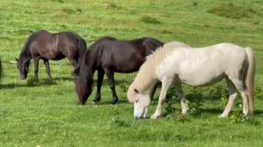 Beyaz bir at batan yaz güneşinin altında bir çayırda ot yiyor. Ağaçların arka planında siluet, tarladan ot yiyen genç beyaz at. Tarlada güzel bir at 