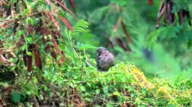 Rengarenk egzotik bir kuşun yakını yemyeşil ağaç dalına tünemiş doğal yaşam alanında, kuş yeşil bir ağaçta oturuyor, gri bir kuş yeşil bir ağaç dalının tepesinde oturuyor, orman sayısız ağaçla dolu. 