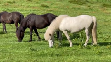 Beyaz bir at batan yaz güneşinin altında bir çayırda ot yiyor. Ağaçların arka planında siluet, tarladan ot yiyen genç beyaz at. Tarlada güzel bir at 