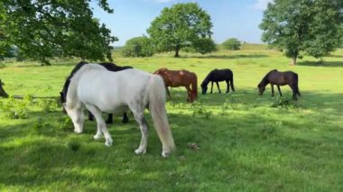 Beyaz bir at batan yaz güneşinin altında bir çayırda ot yiyor. Ağaçların arka planında siluet, tarladan ot yiyen genç beyaz at. Tarlada güzel bir at 