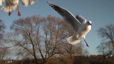 Martı besleniyor - çok dost canlısı martı ekmeği alıyor, Gökyüzüne Karşı Beslenen Kuş, Yavaş Hareket. Deniz kıyısında beslenen bir martı sürüsü. Kumsalda peynir ve kraker yiyen martılar.