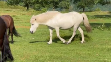 Beyaz bir at batan yaz güneşinin altında bir çayırda ot yiyor. Ağaçların arka planında siluet, tarladan ot yiyen genç beyaz at. Tarlada güzel bir at 