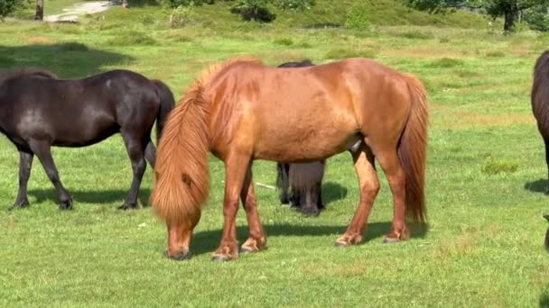 Cheval mangeant de l'herbe, chevaux bruns pâturant dans une prairie sur un pâturage mangeant de l'herbe dans la campagne, paysage de la campagne de crête de montagne, beau cheval brun de glace mange de l'herbe fraîche 