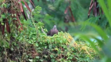 Rengarenk egzotik bir kuşun yakını yemyeşil ağaç dalına tünemiş doğal yaşam alanında, kuş yeşil bir ağaçta oturuyor, gri bir kuş yeşil bir ağaç dalının tepesinde oturuyor, orman sayısız ağaçla dolu. 