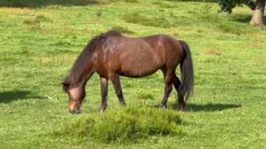 At çim yiyor, kahverengi atlar çayırda otluyor kırsal kesimde ot yiyor, dağ sırtı kırsal kesiminde, güzel kahverengi İzlanda atı taze çimen yiyor. 