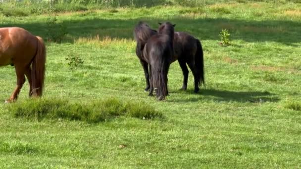 Cheval mangeant de l'herbe, chevaux bruns pâturant dans une prairie sur un pâturage mangeant de l'herbe dans la campagne, paysage de la campagne de crête de montagne, beau cheval brun de glace mange de l'herbe fraîche 