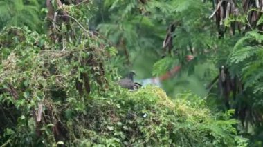 Rengarenk egzotik bir kuşun yakını yemyeşil ağaç dalına tünemiş doğal yaşam alanında, kuş yeşil bir ağaçta oturuyor, gri bir kuş yeşil bir ağaç dalının tepesinde oturuyor, orman sayısız ağaçla dolu. 