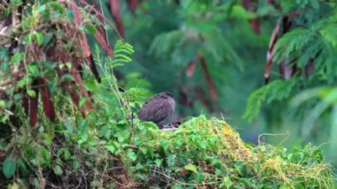 Rengarenk egzotik bir kuşun yakını yemyeşil ağaç dalına tünemiş doğal yaşam alanında, kuş yeşil bir ağaçta oturuyor, gri bir kuş yeşil bir ağaç dalının tepesinde oturuyor, orman sayısız ağaçla dolu. 