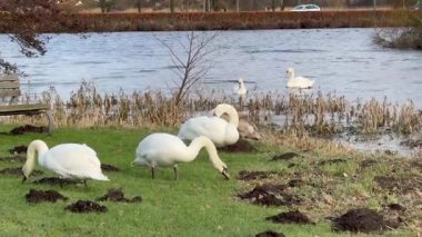 Kuğu Gölü, yüksek açılı gölde yüzen kuğular, sahil şeridinde oturan kuğular. 