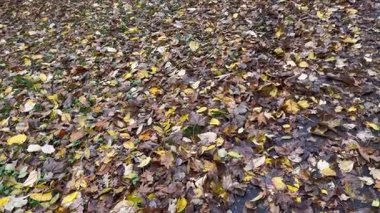 Sonbahar doğal arka plan bırakır, Sonbaharın Kırmızı Renkli Halısı Yukardan Yapraklar