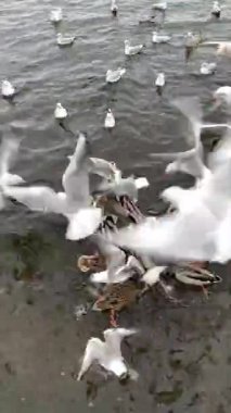 Martı besleniyor - çok dost canlısı martı ekmeği alıyor, Gökyüzüne Karşı Beslenen Kuş, Yavaş Hareket. Deniz kıyısında beslenen bir martı sürüsü. Kumsalda peynir ve kraker yiyen martılar.