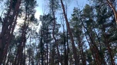 Çam ağaçlarının gövdesine yakın plan, düz, kahverengi gövdeli arka plan, tepesinde ve solunda yeşil iğneler olan dallar, ağaçların arasında yosun kaplı toprak ve güneş ışınları olan güzel orman.