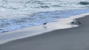 Kuşlar okyanus kıyısında yürür, yaz günbatımı deniz manzarası. Atlantik Okyanusu plaj günbatımı. Güneş dönen bulutlarda. İnanılmaz doğal gün batımları.