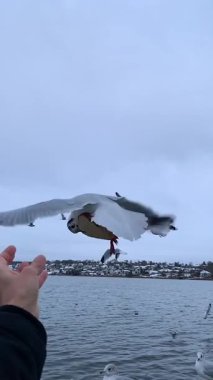 Martı besleniyor - çok dost canlısı martı ekmeği alıyor, Gökyüzüne Karşı Beslenen Kuş, Yavaş Hareket. Deniz kıyısında beslenen bir martı sürüsü. Kumsalda peynir ve kraker yiyen martılar.