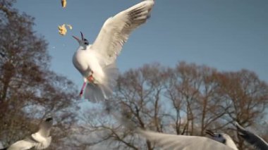 Martı besleniyor - çok dost canlısı martı ekmeği alıyor, Gökyüzüne Karşı Beslenen Kuş, Yavaş Hareket. Deniz kıyısında beslenen bir martı sürüsü. Kumsalda peynir ve kraker yiyen martılar.