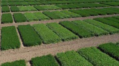 Ukrayna tarlası, mahsul ekimi, taze lahanalar, yiyecek, baharda yeşil tarlaların havadan görünüşü. Güzel ilkbahar kırsal manzarası, kırsal manzarası, manzarası, yaz güneşinin ışınlarındaki tarlası.