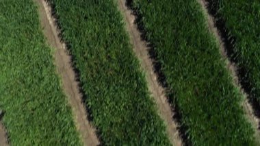 Ukrayna tarlası, mahsul ekimi, taze lahanalar, yiyecek, baharda yeşil tarlaların havadan görünüşü. Güzel ilkbahar kırsal manzarası, kırsal manzarası, manzarası, yaz güneşinin ışınlarındaki tarlası.