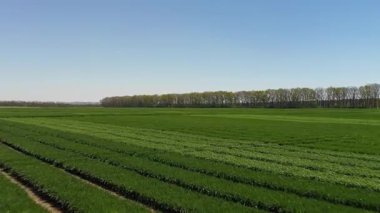 Ukrayna tarlası, mahsul ekimi, taze lahanalar, yiyecek, baharda yeşil tarlaların havadan görünüşü. Güzel ilkbahar kırsal manzarası, kırsal manzarası, manzarası, yaz güneşinin ışınlarındaki tarlası.