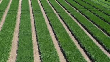 Ukrayna tarlası, mahsul ekimi, taze lahanalar, yiyecek, baharda yeşil tarlaların havadan görünüşü. Güzel ilkbahar kırsal manzarası, kırsal manzarası, manzarası, yaz güneşinin ışınlarındaki tarlası.