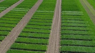 Ukrayna tarlası, mahsul ekimi, taze lahanalar, yiyecek, baharda yeşil tarlaların havadan görünüşü. Güzel ilkbahar kırsal manzarası, kırsal manzarası, manzarası, yaz güneşinin ışınlarındaki tarlası.