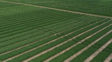 Ukrayna tarlası, mahsul ekimi, taze lahanalar, yiyecek, baharda yeşil tarlaların havadan görünüşü. Güzel ilkbahar kırsal manzarası, kırsal manzarası, manzarası, yaz güneşinin ışınlarındaki tarlası.