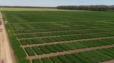 Ukrayna tarlası, mahsul ekimi, taze lahanalar, yiyecek, baharda yeşil tarlaların havadan görünüşü. Güzel ilkbahar kırsal manzarası, kırsal manzarası, manzarası, yaz güneşinin ışınlarındaki tarlası.