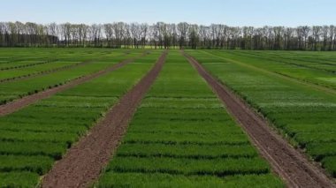 Ukrayna tarlası, mahsul ekimi, taze lahanalar, yiyecek, baharda yeşil tarlaların havadan görünüşü. Güzel ilkbahar kırsal manzarası, kırsal manzarası, manzarası, yaz güneşinin ışınlarındaki tarlası.