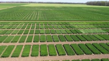 Ukrayna tarlası, mahsul ekimi, taze lahanalar, yiyecek, baharda yeşil tarlaların havadan görünüşü. Güzel ilkbahar kırsal manzarası, kırsal manzarası, manzarası, yaz güneşinin ışınlarındaki tarlası.