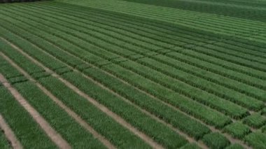 Ukrayna tarlası, mahsul ekimi, taze lahanalar, yiyecek, baharda yeşil tarlaların havadan görünüşü. Güzel ilkbahar kırsal manzarası, kırsal manzarası, manzarası, yaz güneşinin ışınlarındaki tarlası.