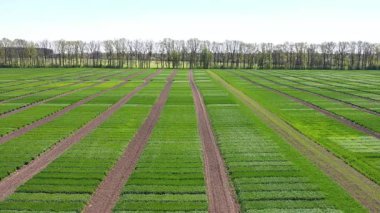 Ukrayna tarlası, mahsul ekimi, taze lahanalar, yiyecek, baharda yeşil tarlaların havadan görünüşü. Güzel ilkbahar kırsal manzarası, kırsal manzarası, manzarası, yaz güneşinin ışınlarındaki tarlası.