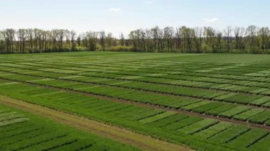 Ukrayna tarlası, mahsul ekimi, taze lahanalar, yiyecek, baharda yeşil tarlaların havadan görünüşü. Güzel ilkbahar kırsal manzarası, kırsal manzarası, manzarası, yaz güneşinin ışınlarındaki tarlası.